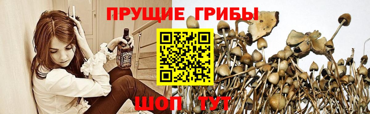 Галлюциногенные грибы мицелий Ачинск